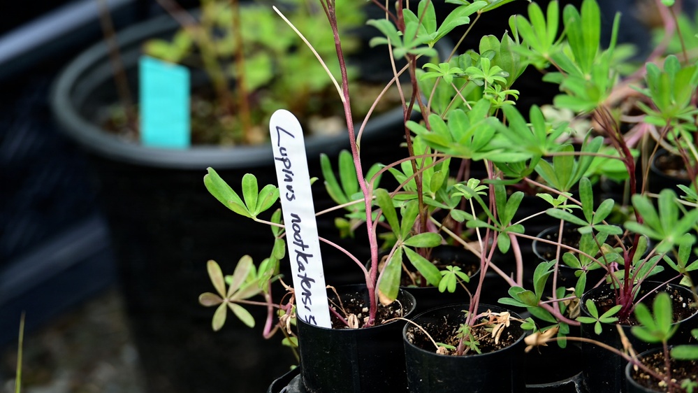 Resurrection Creek Restoration Project on Chugach National Forest