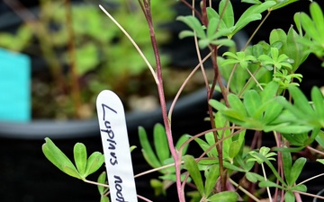 Resurrection Creek Restoration Project on Chugach National Forest