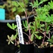 Resurrection Creek Restoration Project on Chugach National Forest