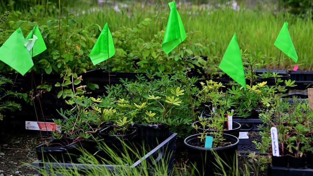 Resurrection Creek Restoration Project on Chugach National Forest