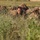 1-112th Infantry Recon squads conduct ‘ghille wash’ training event 1-112th Infantry Recon squads conduct ‘ghille wash’ training event