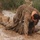 1-112th Infantry Recon squads conduct ‘ghillie wash’ training event 1-112th Infantry Recon squads conduct ‘ghillie wash’ training event