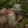 10th Marine Regiment conducts PEX with Panamanian partners