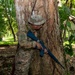 10th Marine Regiment conducts PEX with Panamanian partners