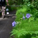Russian River Conservation on the Chugach National Forest