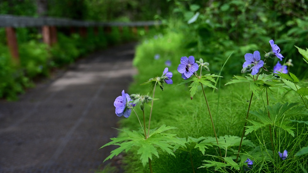 Russian River Conservation on the Chugach National Forest