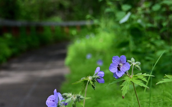 Russian River Conservation on the Chugach National Forest