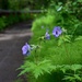 Russian River Conservation on the Chugach National Forest