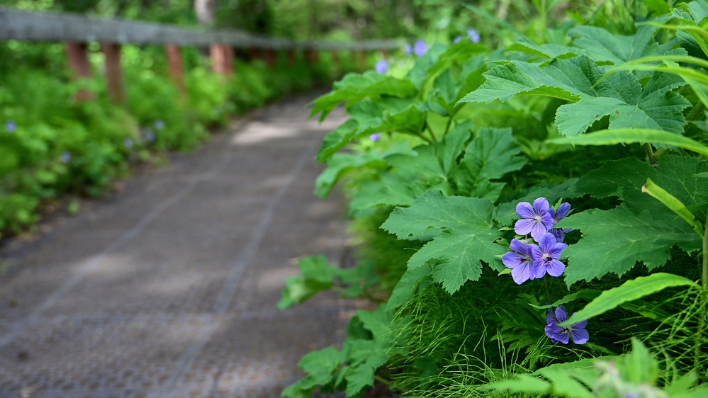 Russian River Conservation on the Chugach National Forest
