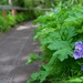 Russian River Conservation on the Chugach National Forest