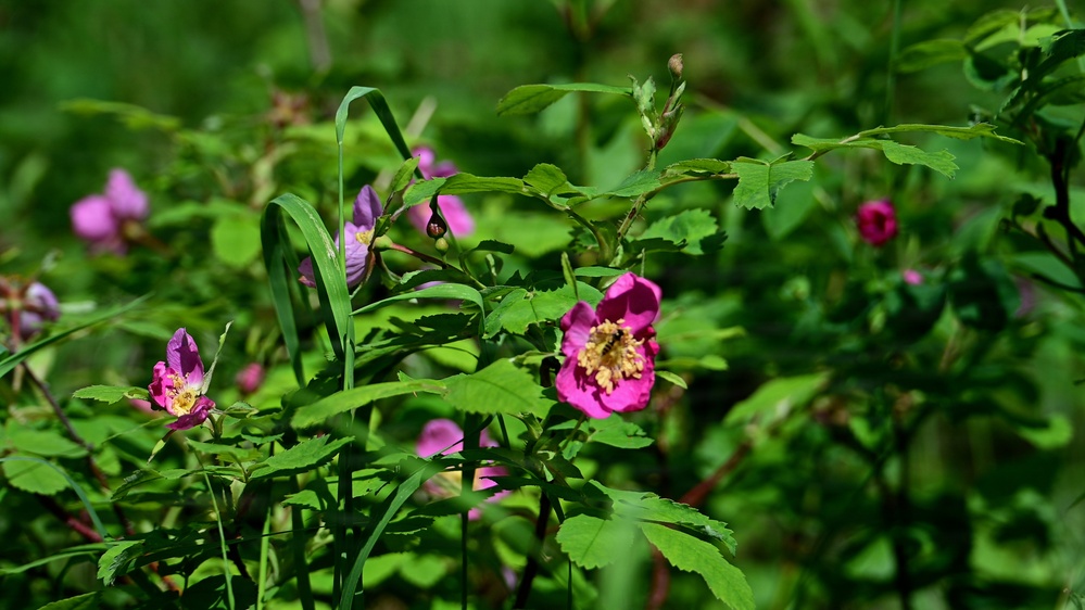 Russian River Conservation on the Chugach National Forest