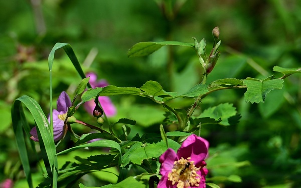 Russian River Conservation on the Chugach National Forest