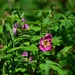 Russian River Conservation on the Chugach National Forest