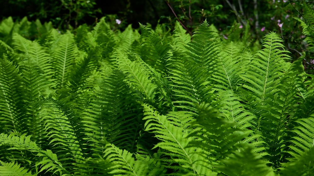 Russian River Conservation on the Chugach National Forest