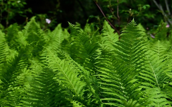 Russian River Conservation on the Chugach National Forest