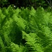 Russian River Conservation on the Chugach National Forest