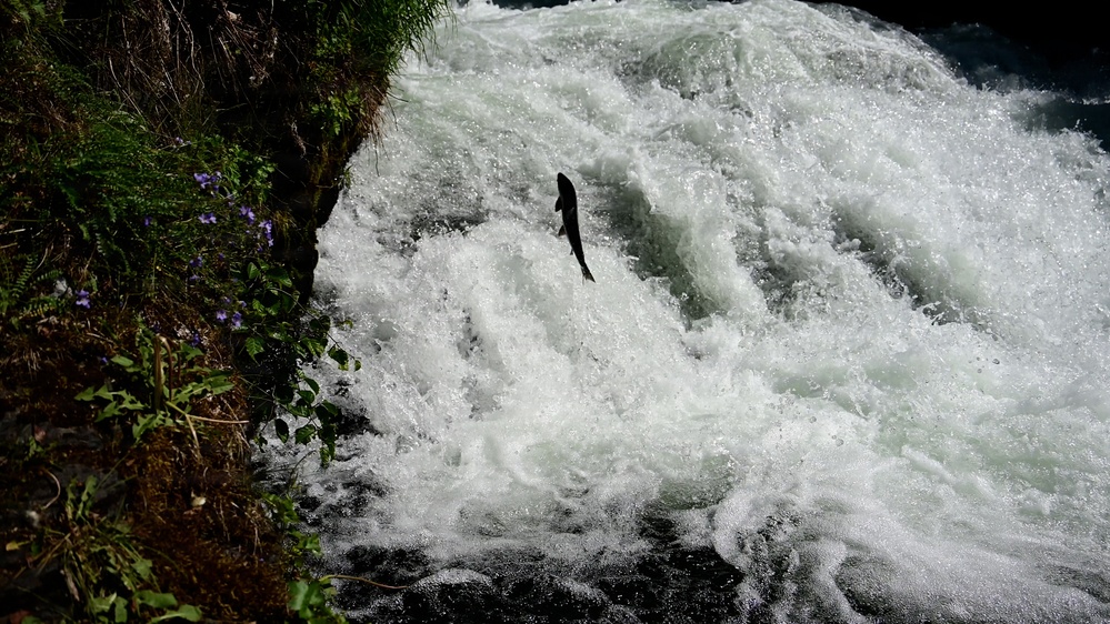 Russian River Conservation on the Chugach National Forest