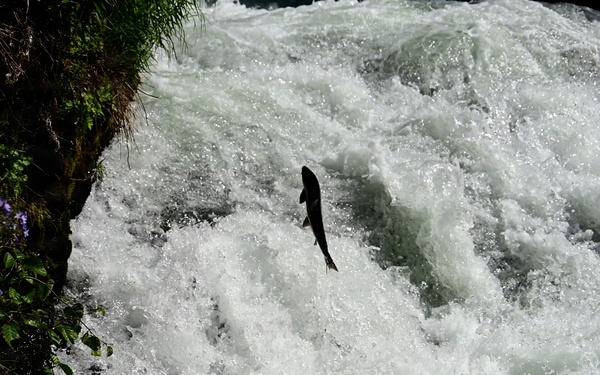 Russian River Conservation on the Chugach National Forest