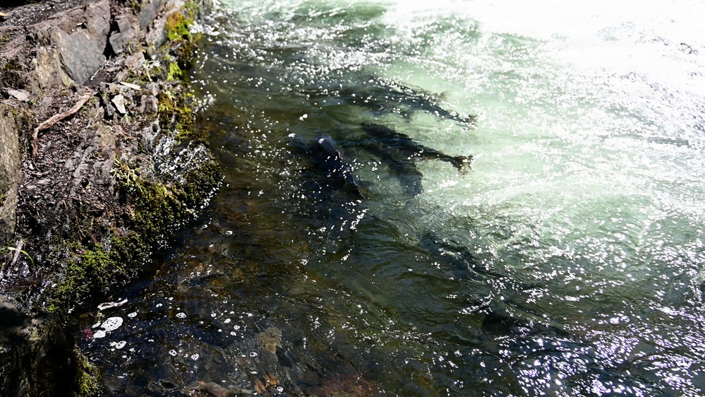 Russian River Conservation on the Chugach National Forest