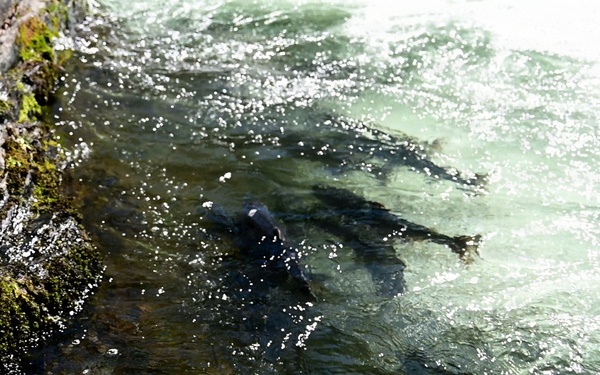 Russian River Conservation on the Chugach National Forest