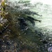 Russian River Conservation on the Chugach National Forest