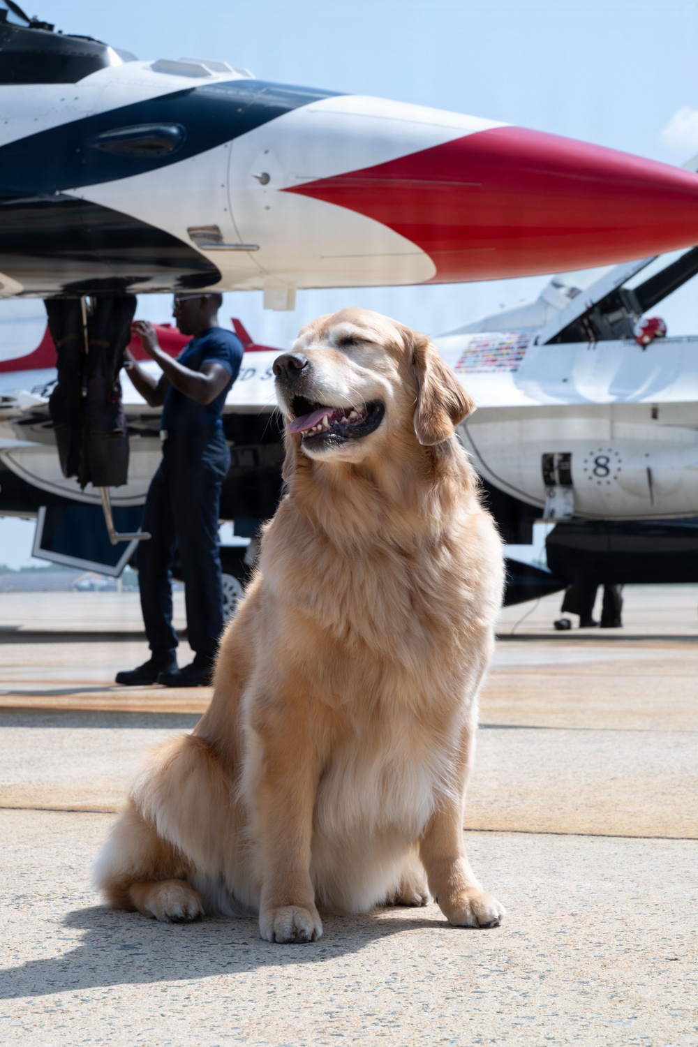 Furry friend on flight line; therapy dog Eleanor visits USAF Thunderbirds