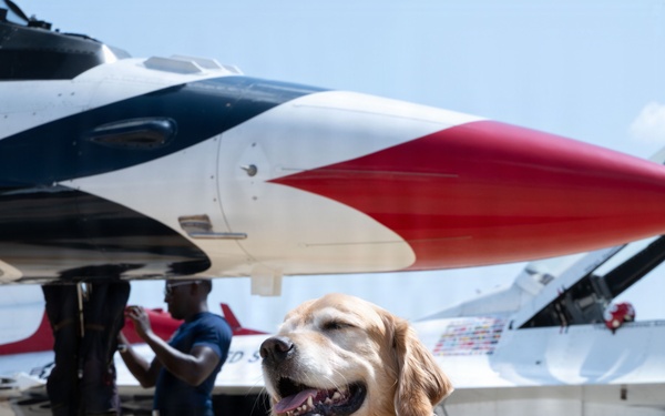 Furry friend on flight line; therapy dog Eleanor visits USAF Thunderbirds