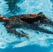 H&amp;HS MCAS Yuma Conducts Swim Qualification