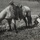 A black and white archival photograph showing a saddled horse grazing in an open meadow while two individuals rest or work on the ground nearby. The scene appears to be set in a mountainous or rural landscape, with trees visible in the background. The image has the aesthetic quality of late 19th or early 20th century photography.