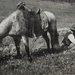 Forest Service Grazing Archive Photo