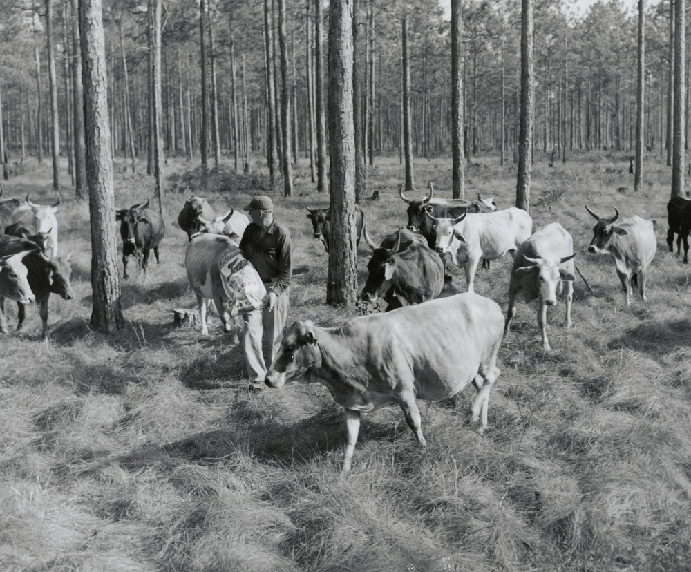Cattle Grazing in Florida Archive photo