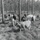 A black-and-white archival photograph showing a man tending to a herd of cattle in an open pine forest. The cattle, of mixed breeds and colors, are grazing or milling about among tall, slender pine trees on a grassy forest floor. The scene suggests open-range or silvopastoral cattle management practices.