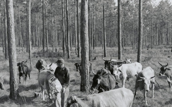 Cattle Grazing in Florida Archive photo