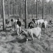 Cattle Grazing in Florida Archive photo