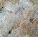 Ancient Footprints