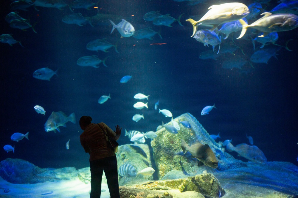 INR 250 New York Aquarium visit