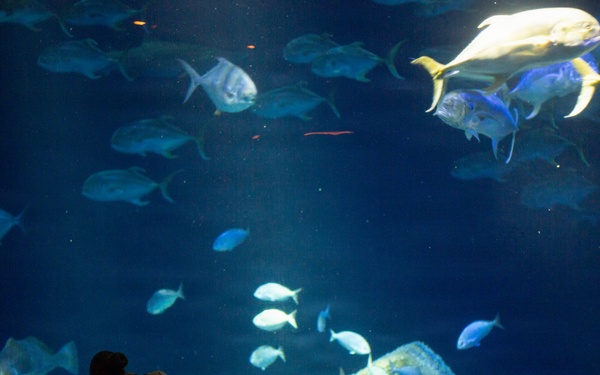 INR 250 New York Aquarium visit