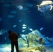 INR 250 New York Aquarium visit