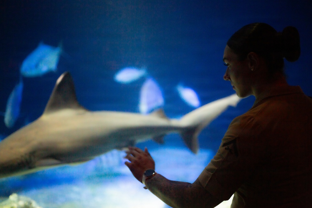 INR 250 New York Aquarium visit