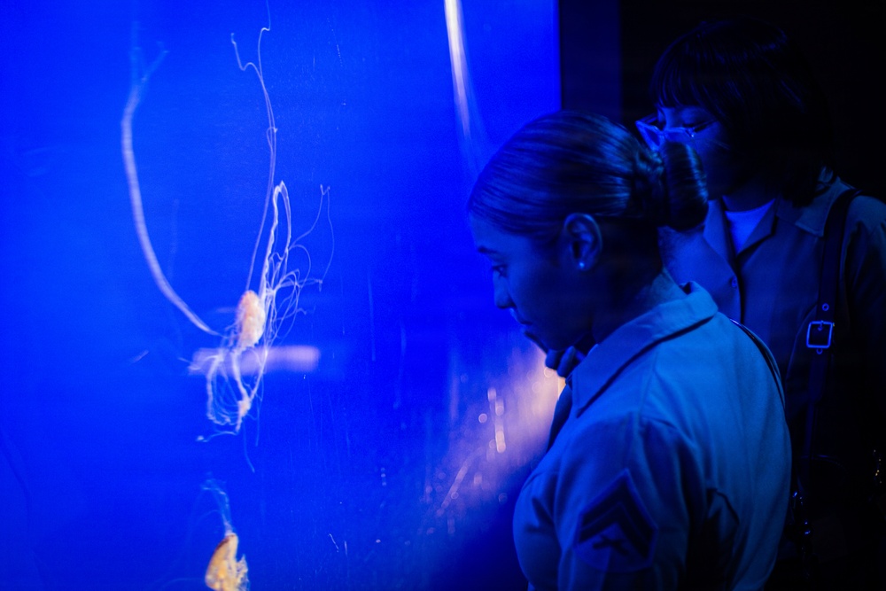 INR 250 New York Aquarium visit