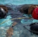ROK, Mexican marines conduct shallow water egress training