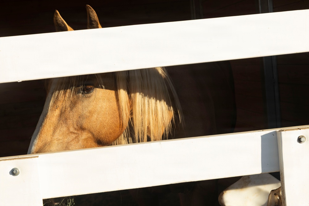Mounted Color Guard Operations