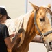 Mounted Color Guard Operations