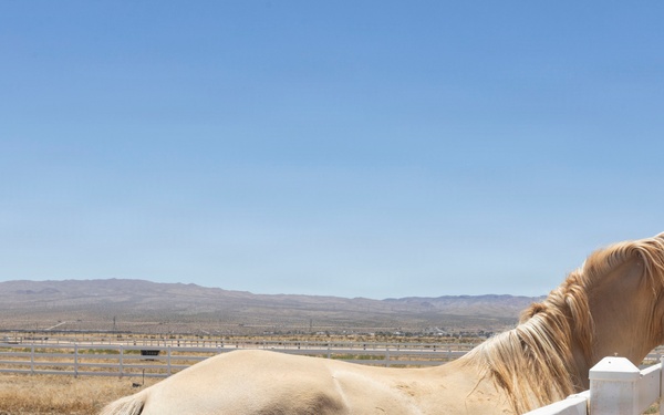 Mounted Color Guard Operations