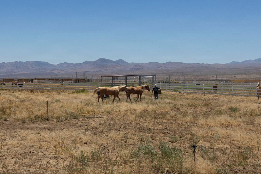 Mounted Color Guard Operations
