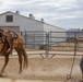 Mounted Color Guard Operations