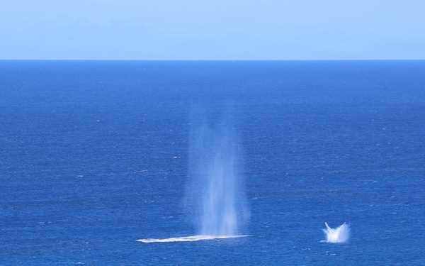 U.S. forces partner with New Zealand in EOD exercise during RIMPAC 26