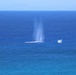 U.S. forces partner with New Zealand in EOD exercise during RIMPAC 26