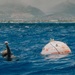 U.S. Navy, U.S. Marine Corps, and Royal New Zealand Navy EOD technicians conduct mine countermeasures training during RIMPAC 26