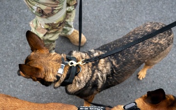 Coast Guard working dogs support FIFA World Cup security
